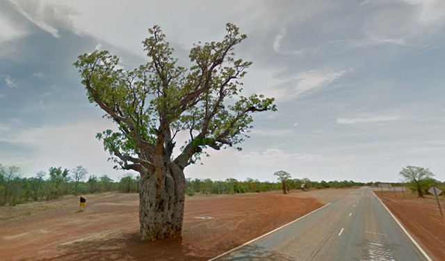 Special tree on the roadside near Broome WA Australia
