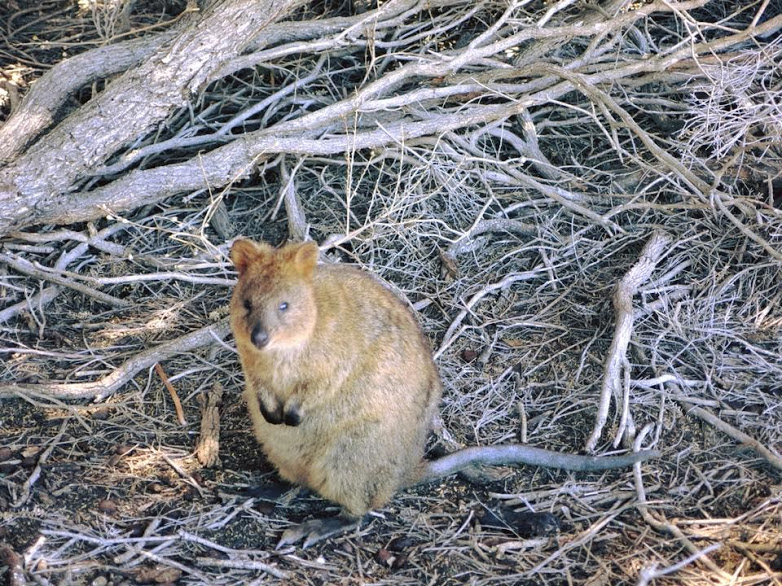 Rottnest Island WA Australia