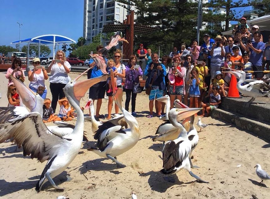 Pelican Feeding NSW Australia