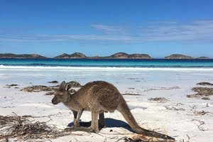 lucky bay aqua white sand beach esperance western australia