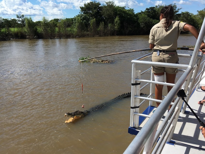 Spectacular Jumping Crocodile Cruise NT Australia