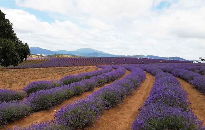 Bridestowe Lavender Estate Tasmania Australia