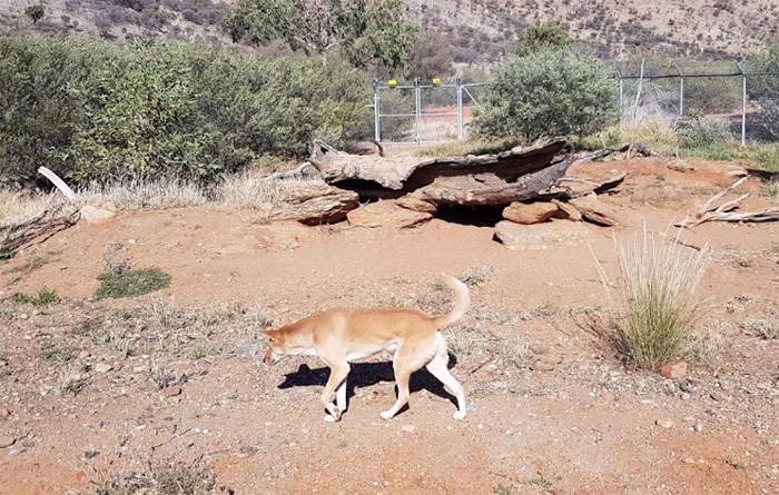 Alice Springs Desert Park NT Australia