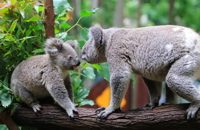 Currumbin Wildlife Sanctuary QLD Australia