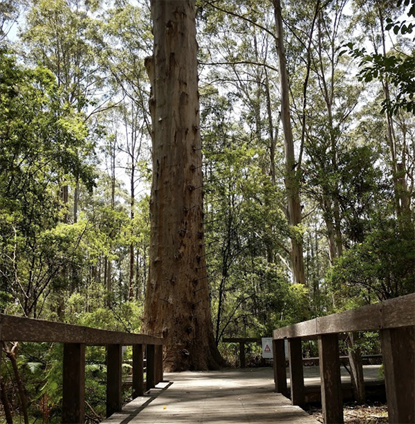Gloucester Tree WA Australia