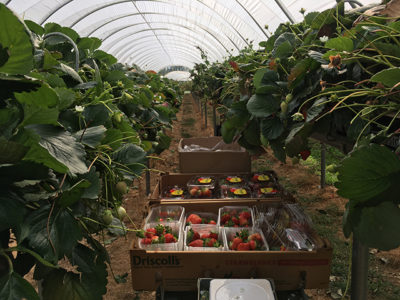 Australia farm work