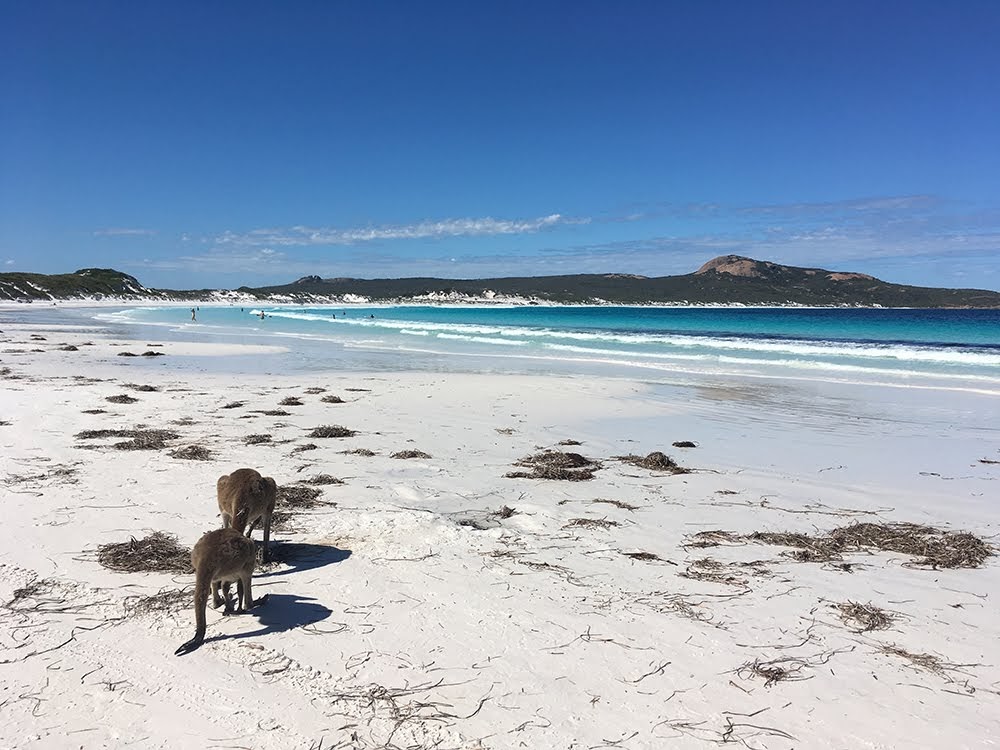 Lucky Bay WA Australia