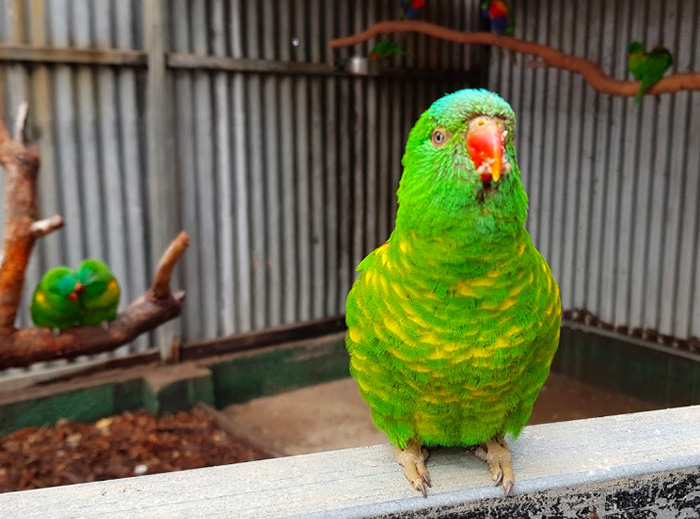 Hunter Valley Zoo NSW Australia