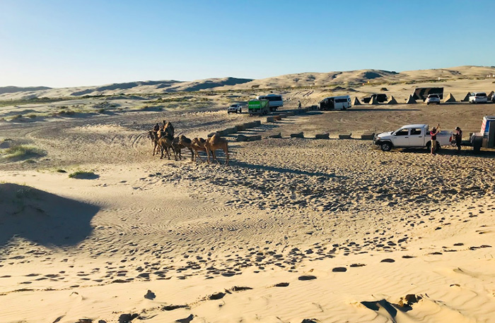 Anna Bay Camel Riding Tour NSW Australia
