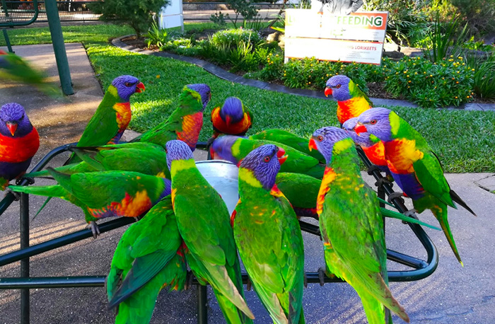Currumbin Wildlife Sanctuary QLD Australia