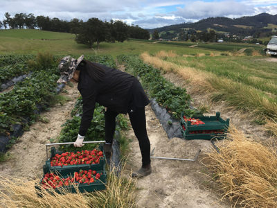 Australia farm work