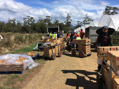 Australia farm work