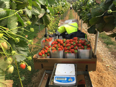 Australia farm work