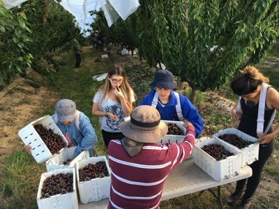 Australia farm work