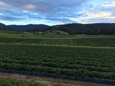 Australia farm work