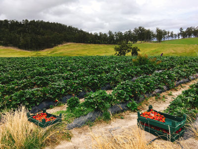 Australia farm work