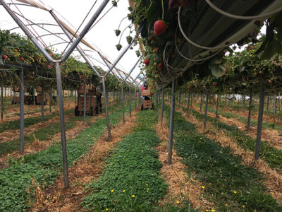 Australia farm work