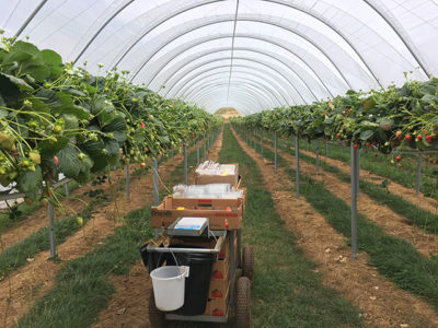 Australia farm work