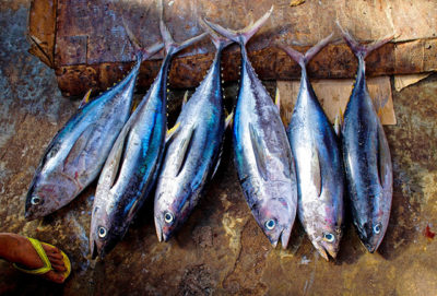 Australia seafood work