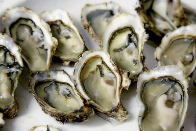 Australia seafood work
