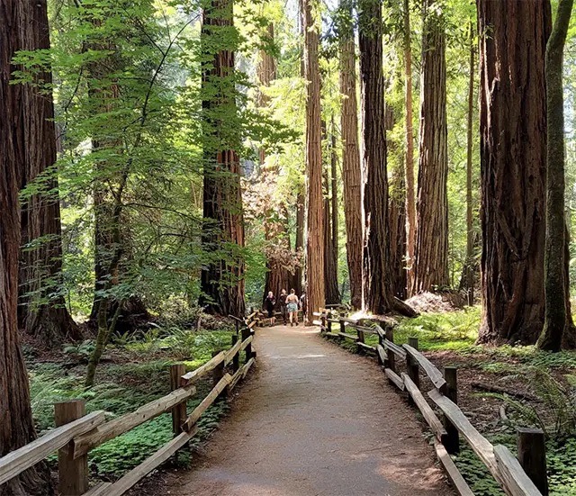 Muir Woods National Monument, San Francisco, CA, United States, Things to do in San Francisco